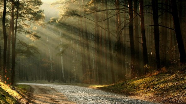 Солнечная дорога в лесу