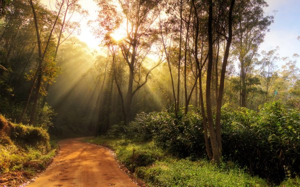 Красивая тропинка