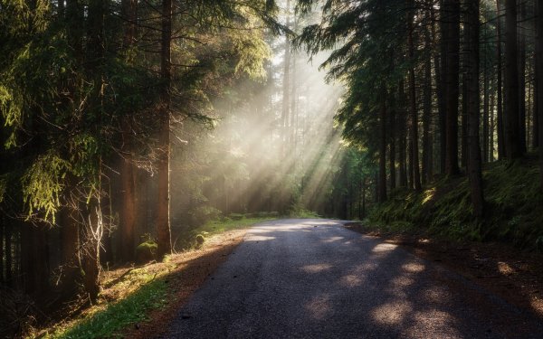 Лесная дорога на рассвете