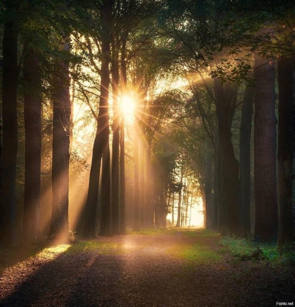 Дорога в поле