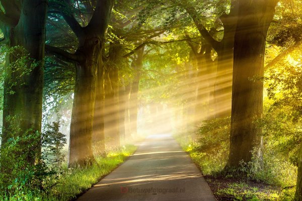 Дорога в лесу