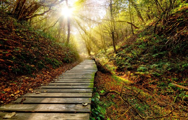 Дорога, освещенная солнцем