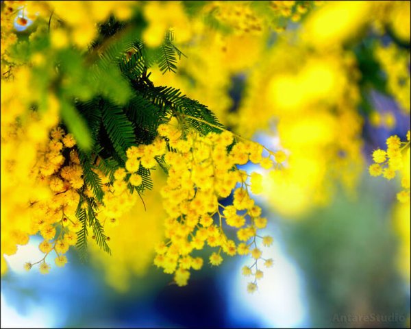 Весна солнце цветы Мимоза