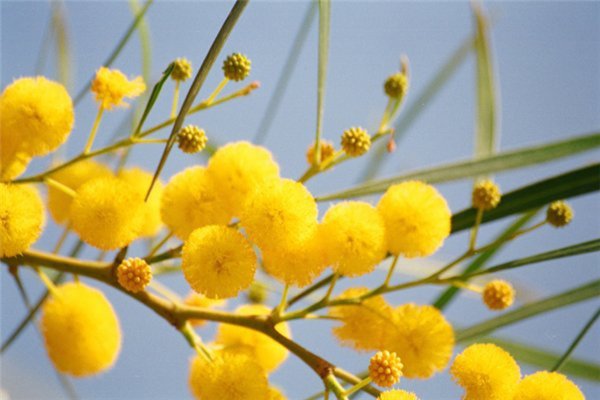 На каждой ветке яркие желтые цветы