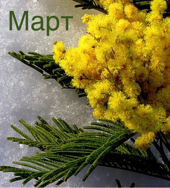 Зимняя Мимоза