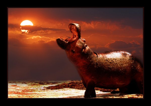 Влюбленный Бегемот