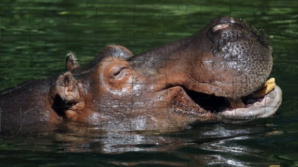 Бегемот это земноводное