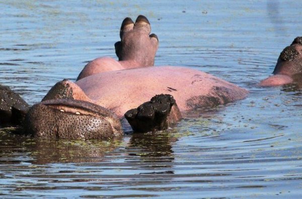 Бегемот купается