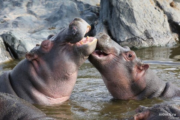 Влюбленные Бегемоты