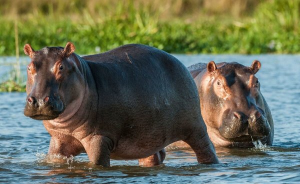 Два бегемота