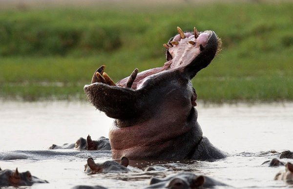 Лев прав гиппопотам гиппопотут