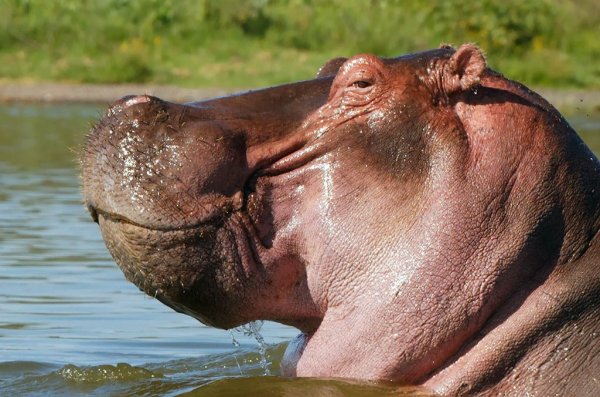 Бегемоты целуются