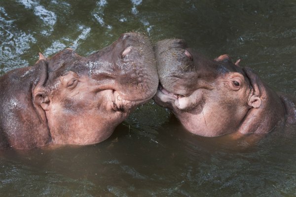 Морда бегемота