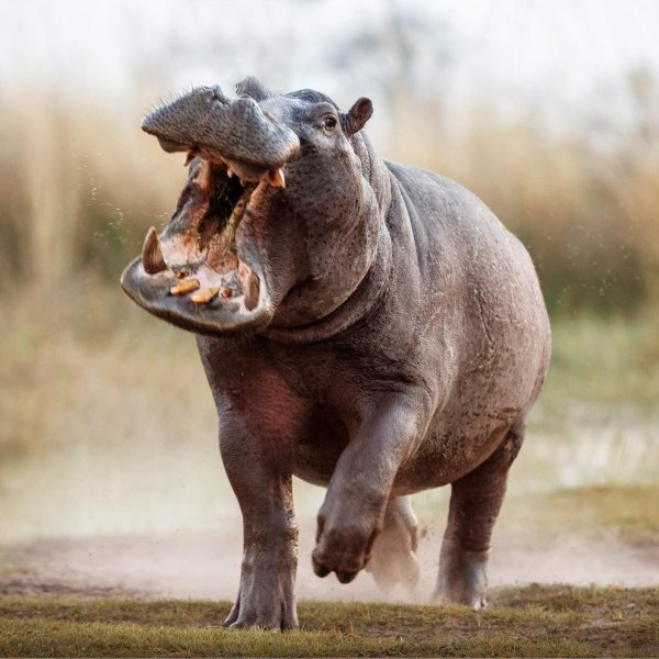 Стив Блум фотограф