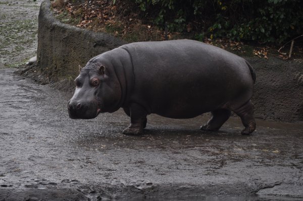 Влюбленный Бегемот