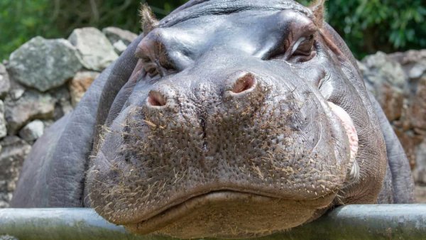 Бегемот гиппопотам Лимпопо