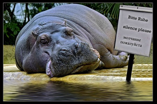 Бегемот иллюстрация