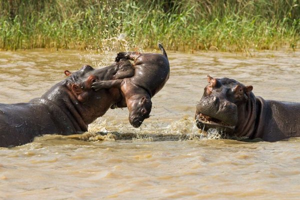 Два бегемота