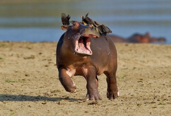 Бегемот пьет воду