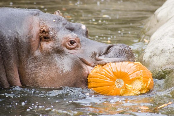 Михаил Пляцковский босолапки на кожаном ходу