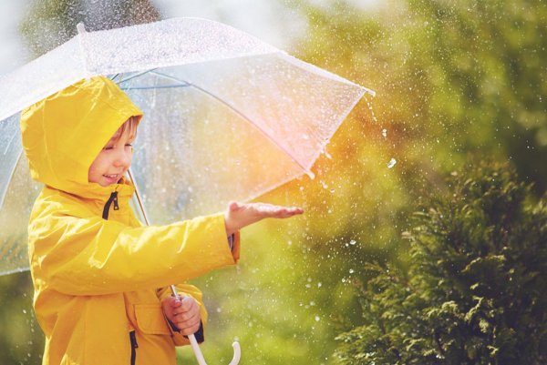 Лес после дождя