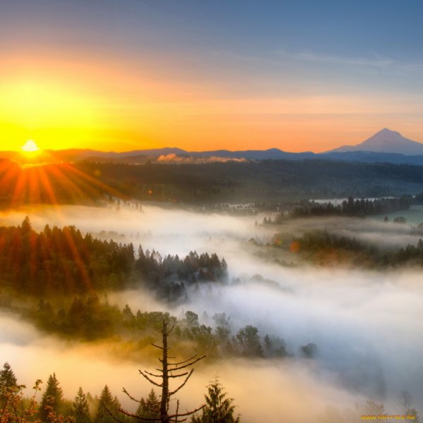 Рассвет над лесом