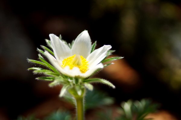 Илиотропион подсолнечник свт Иоанна Тобольского