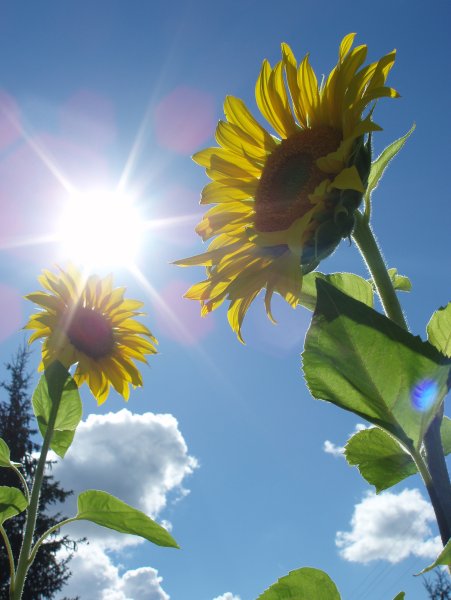 Солнечный цветок