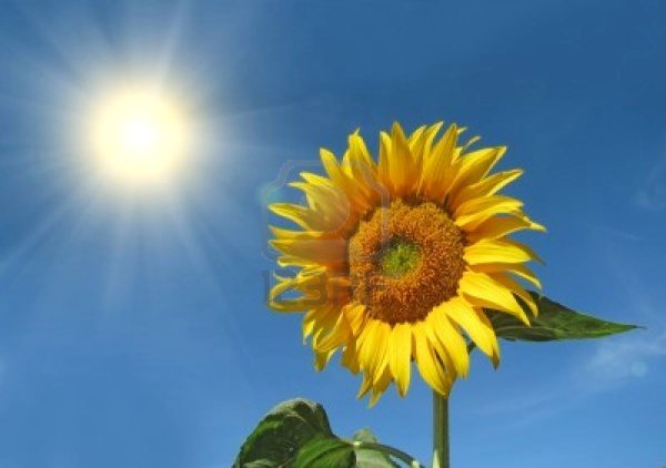 Сон трава белый цветок