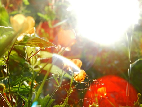 Росток из земли