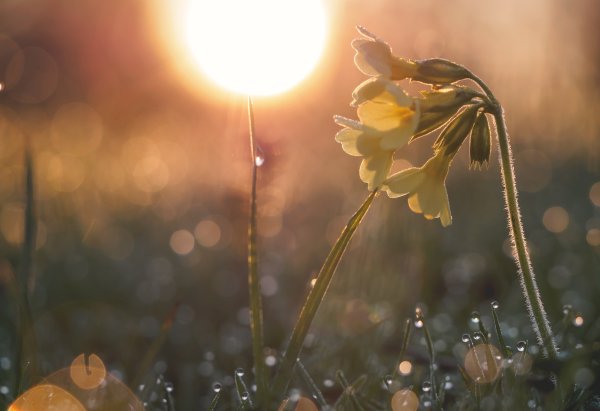 Цветы на рассвете