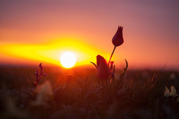 Солнечный цветок