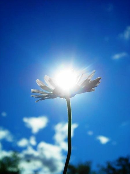 Весна радость