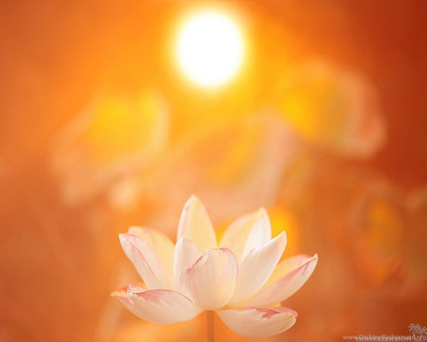 Цветы на закате