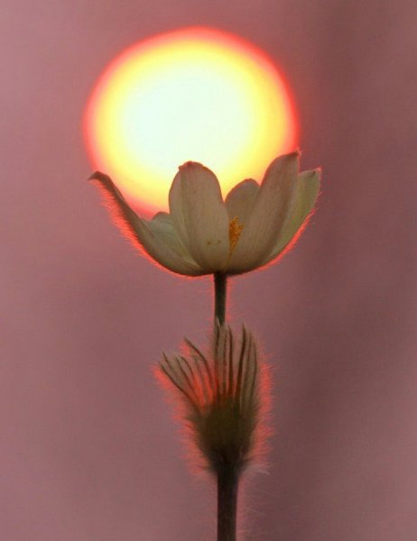 Осенние цветы в Солнечном свете