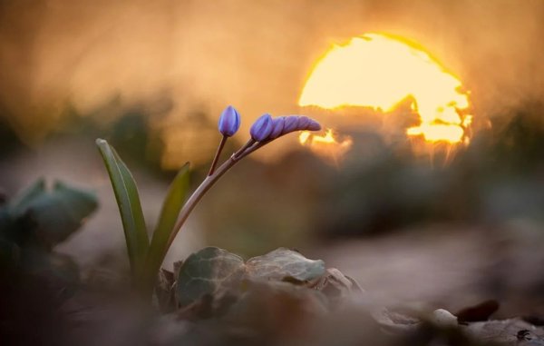 Чудеса приходят на рассвете