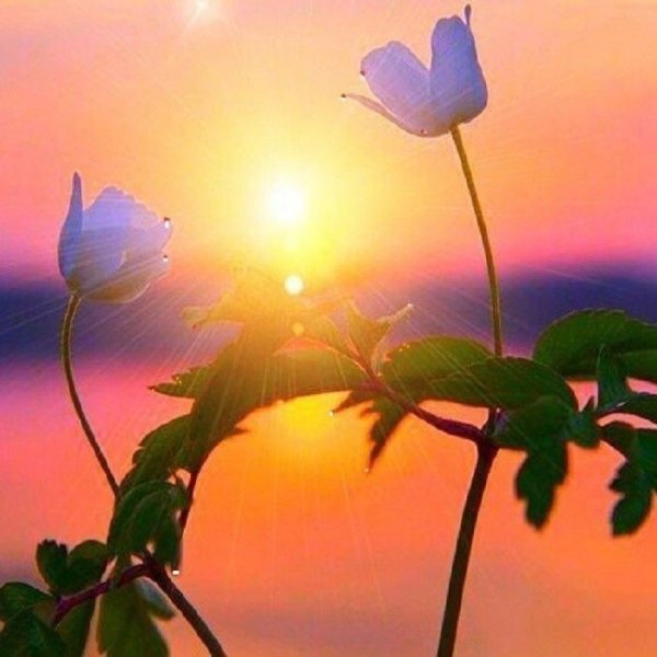 Подсолнух Солнечный цветок