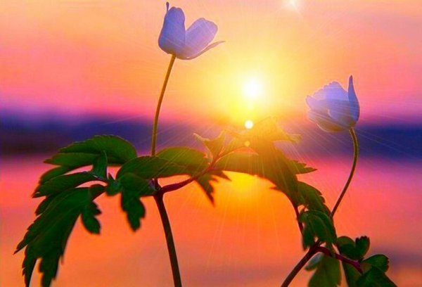 Розы и небо