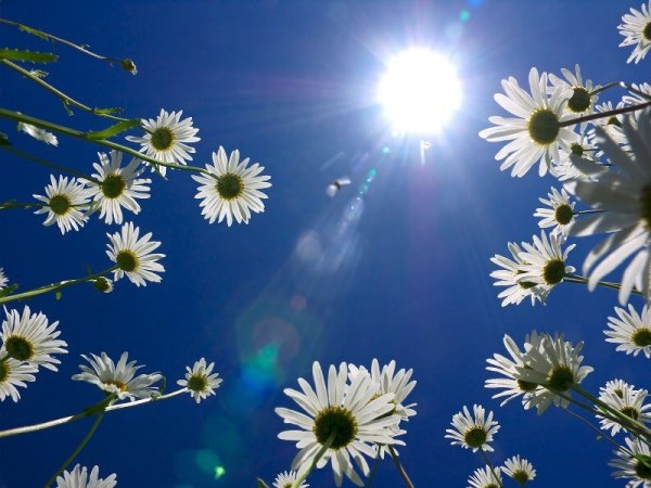 Nянущиеся к солнцу цветы