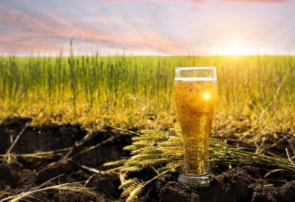 Пиво на природе