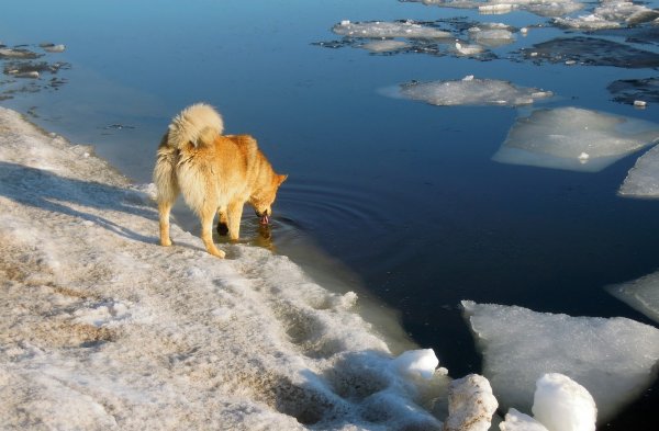 Весенний ледоход на реке