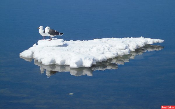 Б.С. Житкова на льдине