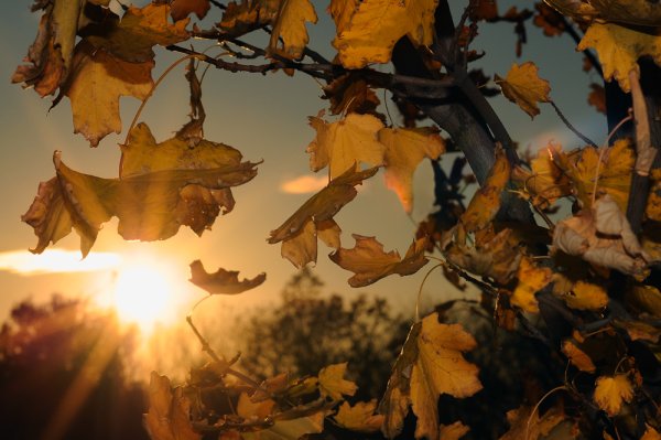 Осенью мало солнца