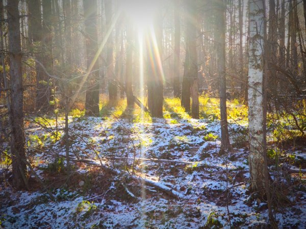 Лес поздней осенью