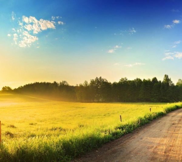 Дорога в поле