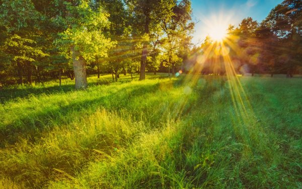 Утро солнце лето