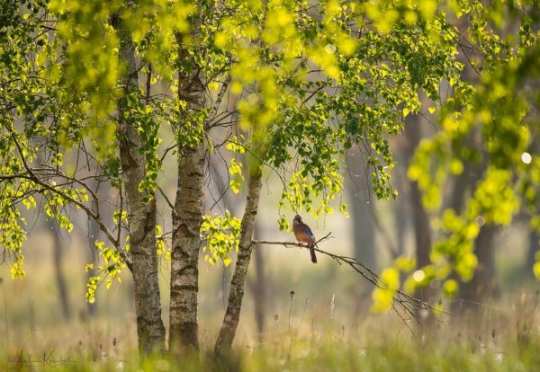Весна березы