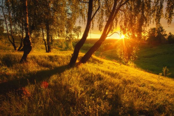 Берёзовая роща на закате