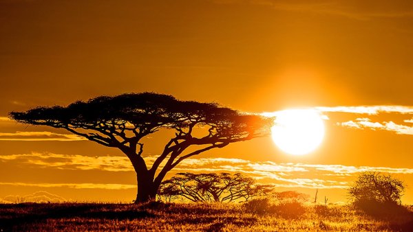 Кения сафари рассвет