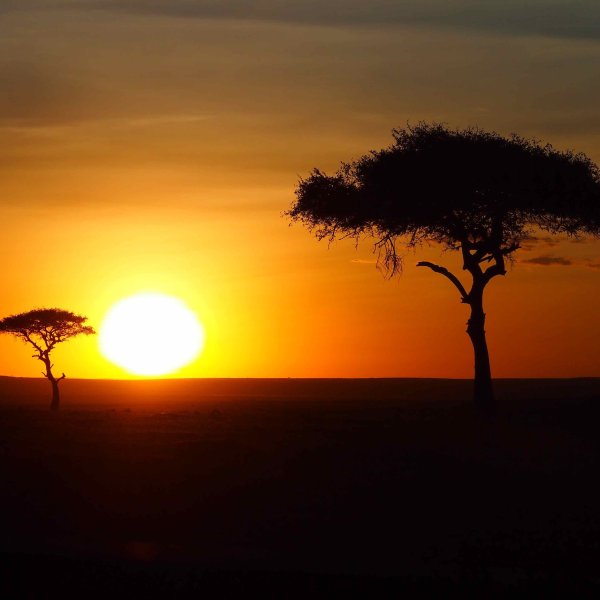 Саванна Килиманджаро на рассвете